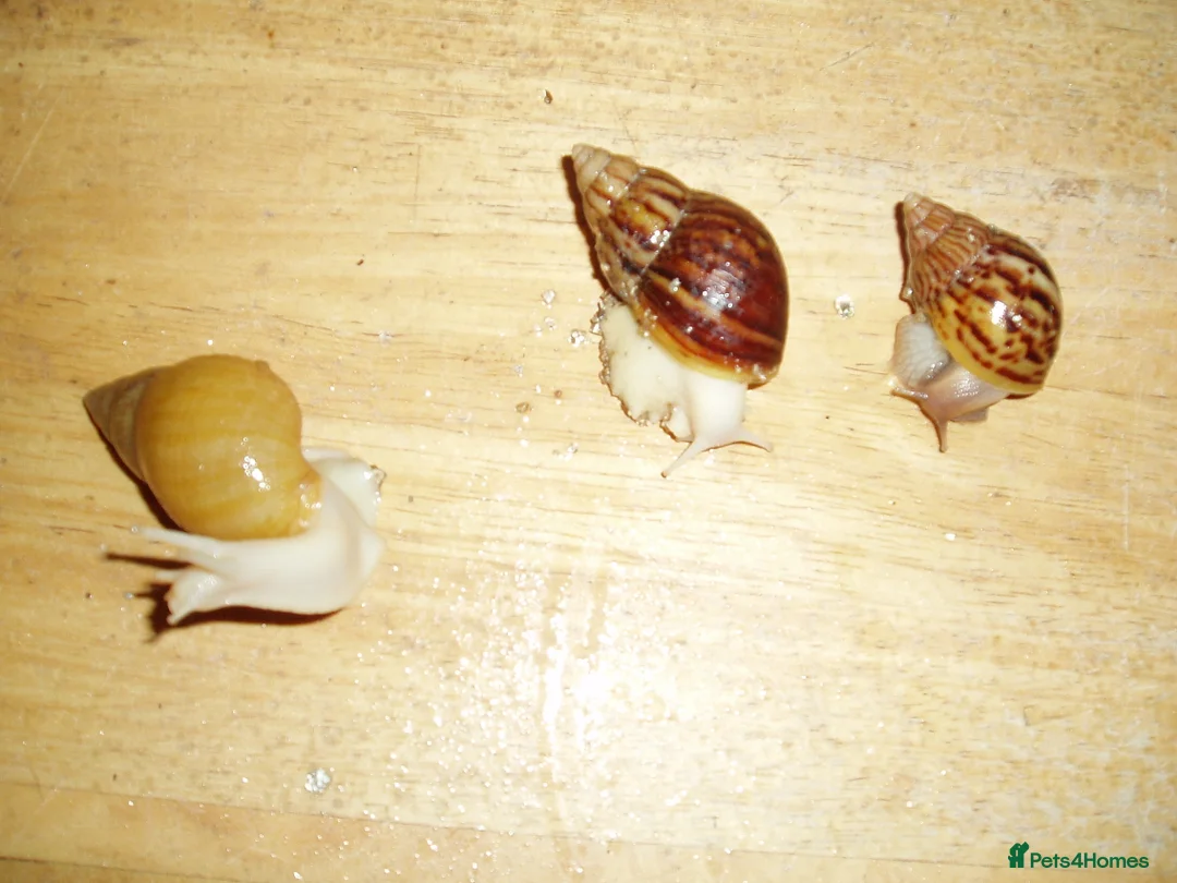 Snails invertebrates for sale: ALBINO, JADE & NORMAL GIANT AFRICAN LAND SNAILS - Advert 5