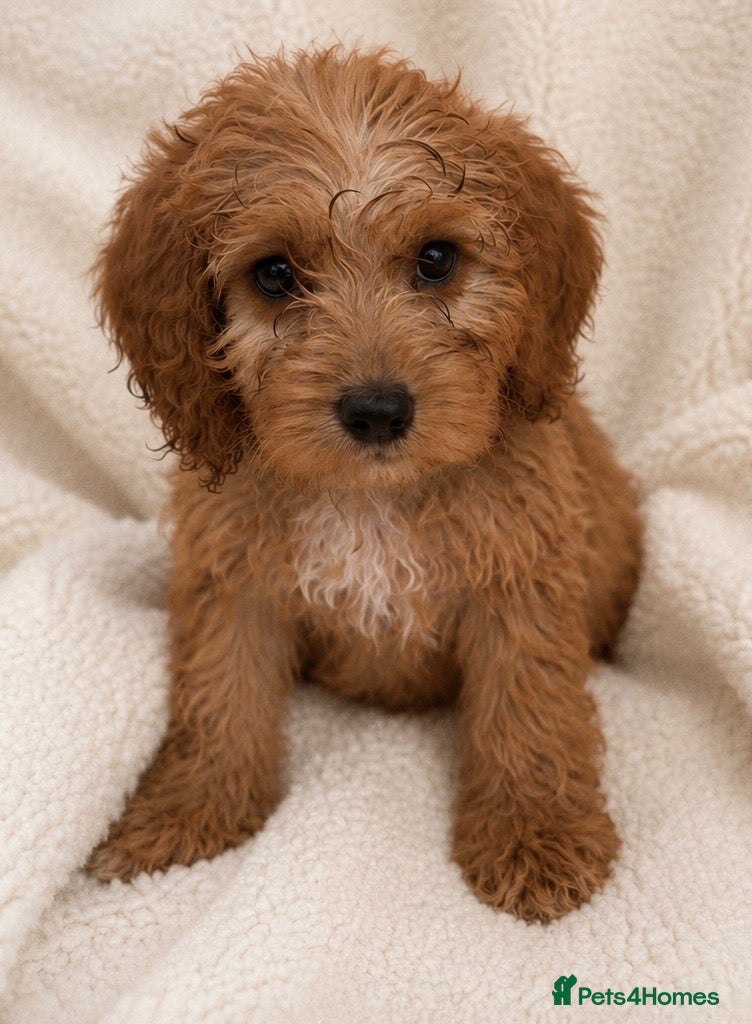 Cockapoo dogs F1 cockerpoo  - Advert 1