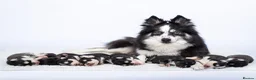Pomsky dogs for sale: 5 girls and 3 boys are searching for 5 star homes - Advert 9