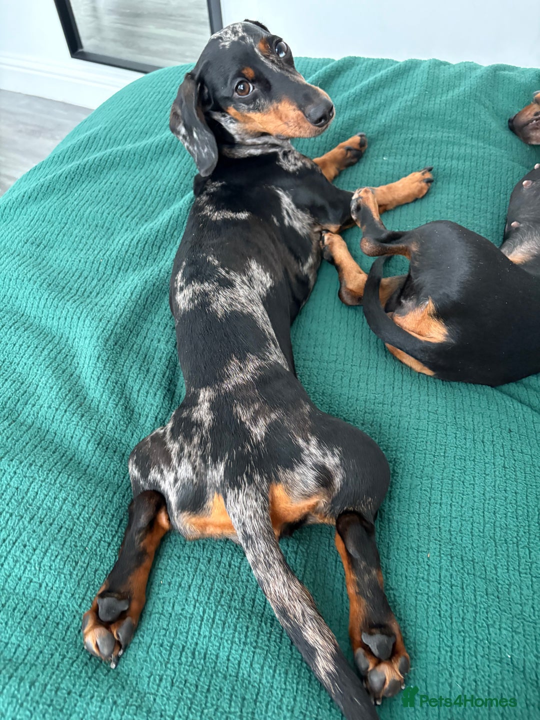 Dachshund dogs for sale: Mica needs a new home- (rehome) - Advert 3