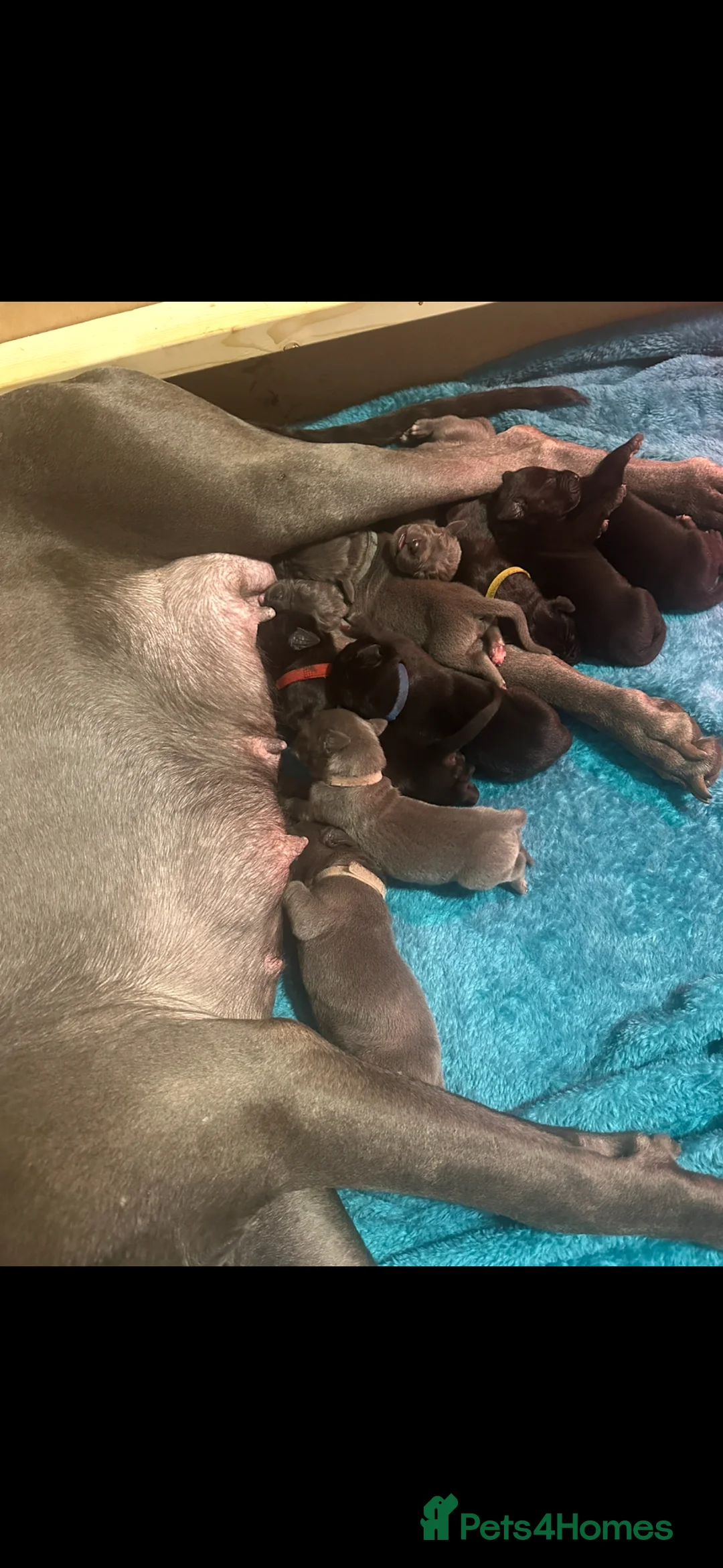 Great Dane dogs for sale: Great Dane Puppies For Sale  - Advert 4