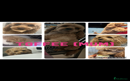 Cavapoo dogs for sale: 7 gorgeous F1b Cavapoo Puppies (4 girls & 3 boys)  - Image 22