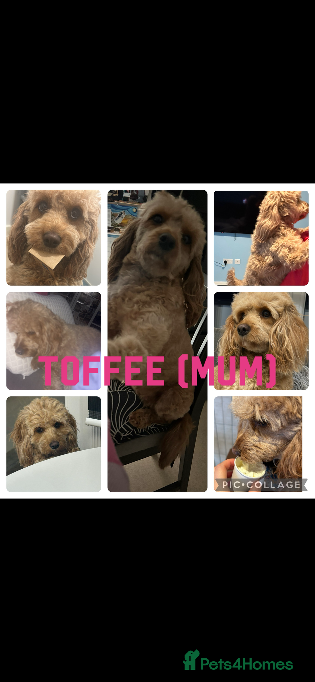 Cavapoo dogs for sale: 7 gorgeous F1b Cavapoo Puppies (4 girls & 3 boys)  - Image 22