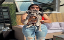 Mixed Breed dogs for sale: Massive Mastiff pups available  - Image 6