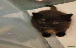 Munchkin cats for sale: Kitten for free adoption  - Advert 1