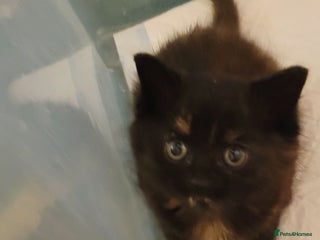 Munchkin cats Kitten for free adoption - Advert 1