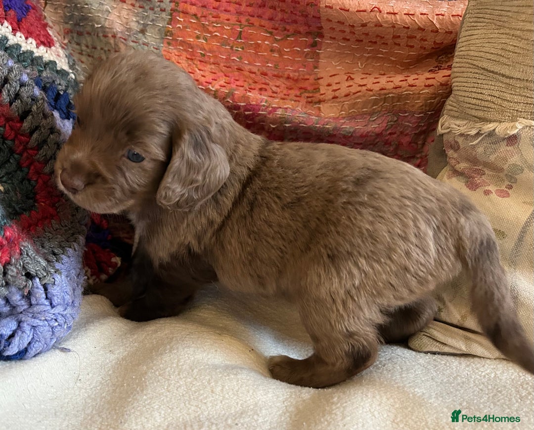 Cocker Spaniel dogs for sale: STUNNING WORKING COCKER SPANIEL PUPS - Advert 4