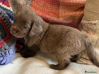 Cocker Spaniel dogs STUNNING WORKING COCKER SPANIEL PUPS - Advert 2