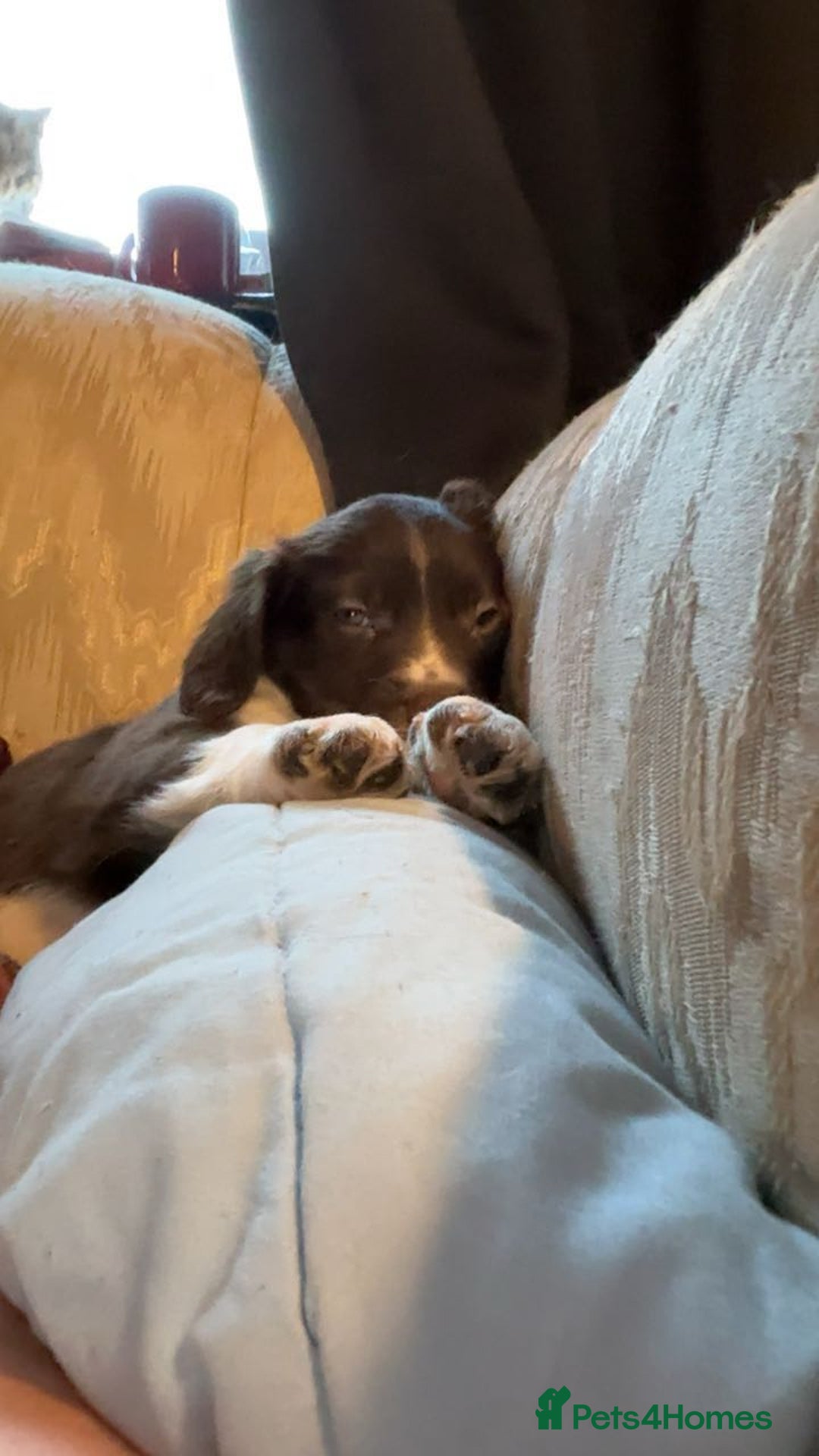 Mixed Breed dogs for sale: Beautifull sprollie pups - Advert 9