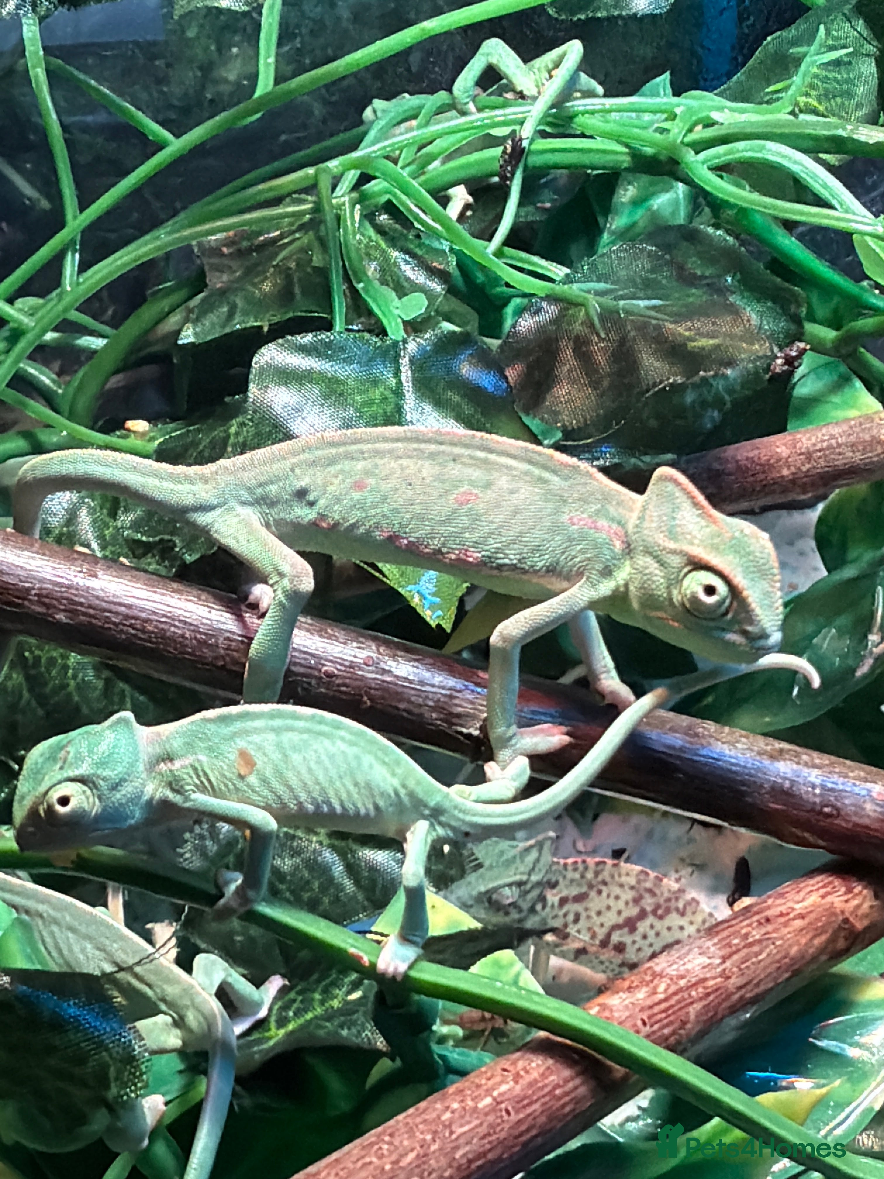 Chameleon reptiles Baby Yemen Chameleons - Advert 1
