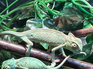 Chameleon reptiles Baby Yemen Chameleons - Advert 1