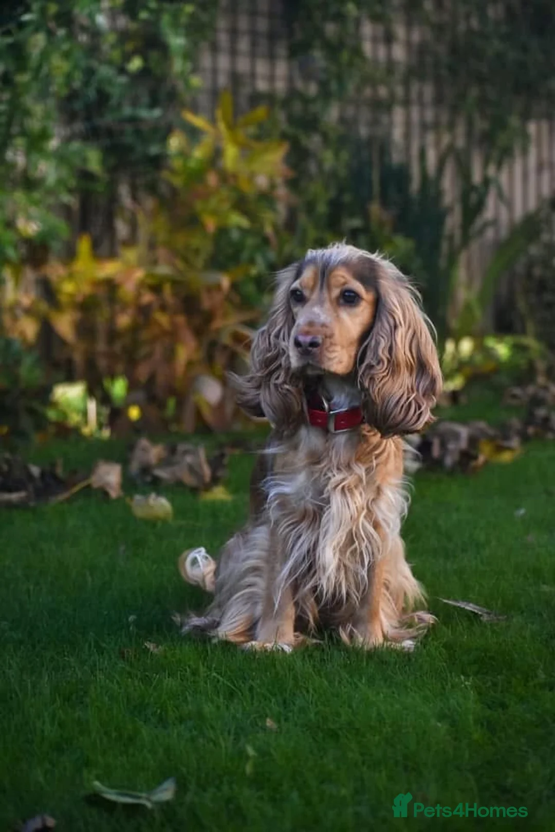Cocker Spaniel dogs for sale: Golden Show Cocker Spaniel Puppies - Advert 2