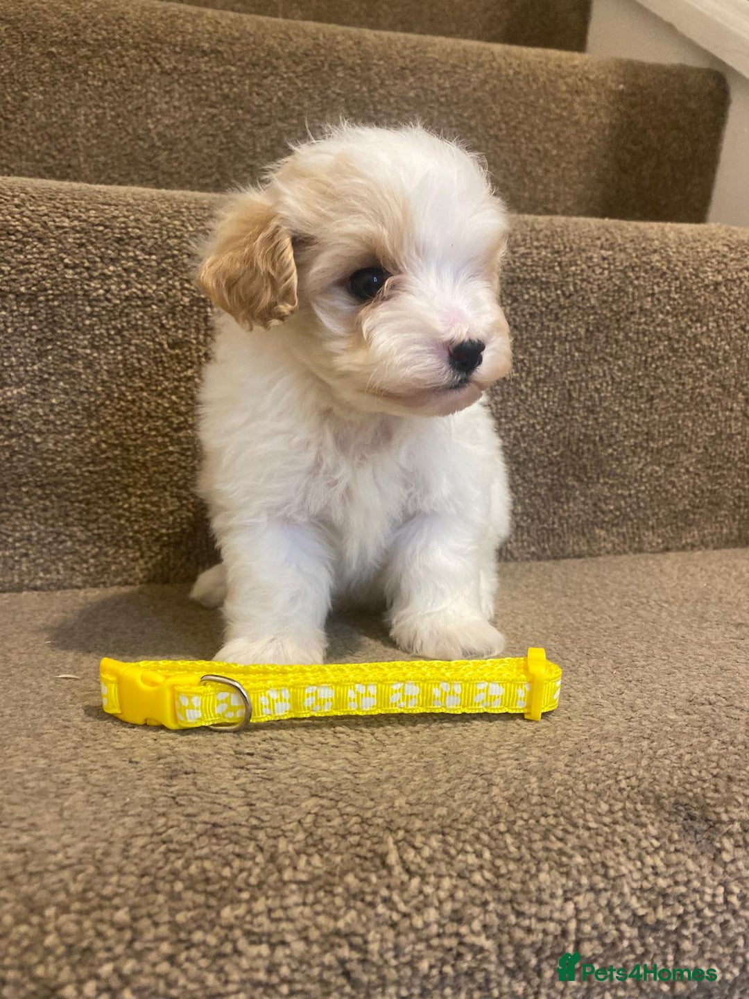 Cavapoo dogs for sale: F2 cavapoo puppys - Advert 2