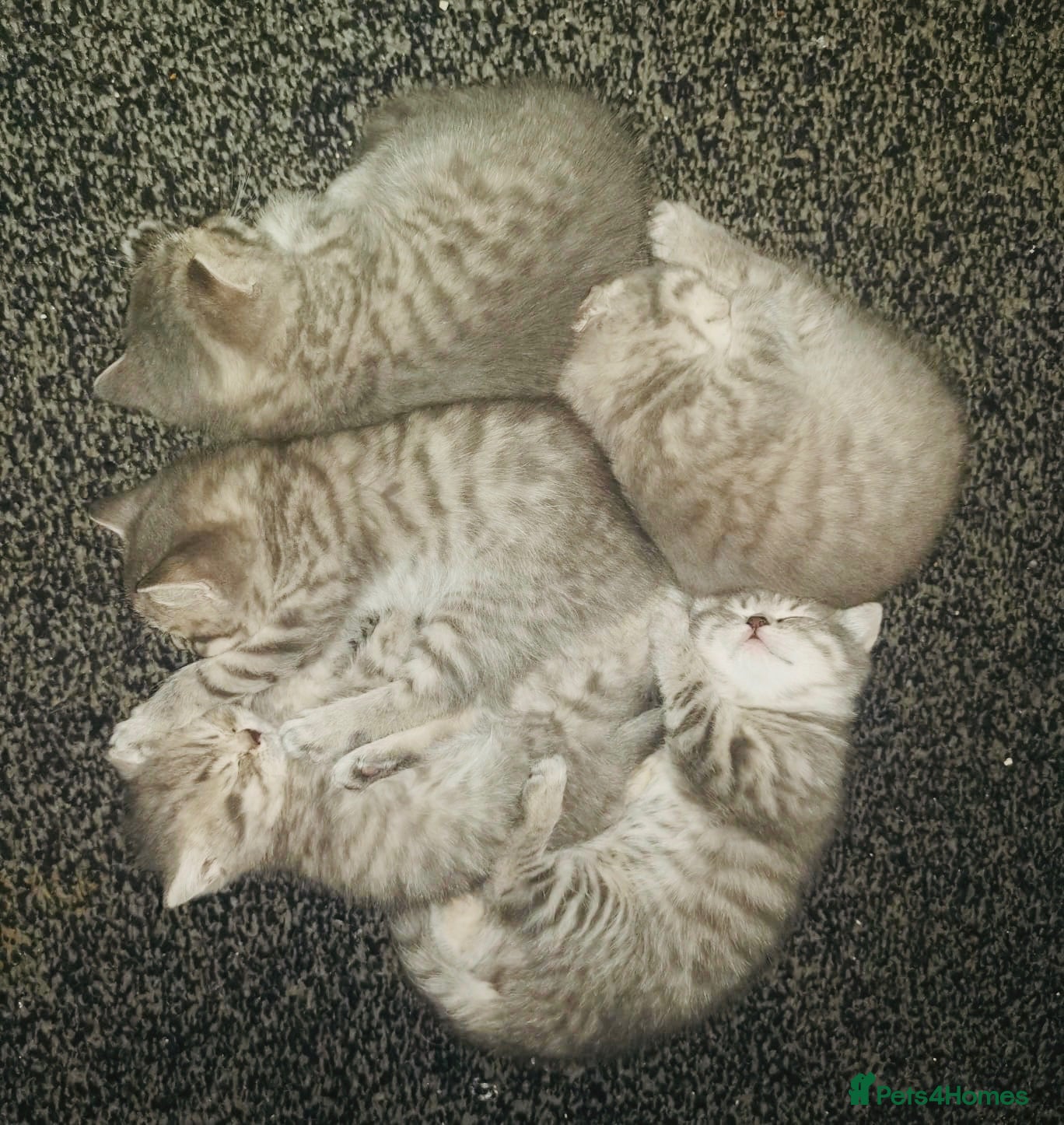 British Shorthair cats Tabby British shorthair kittens  - Advert 10
