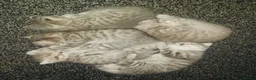 British Shorthair cats for sale: Tabby British shorthair kittens  - Advert 1