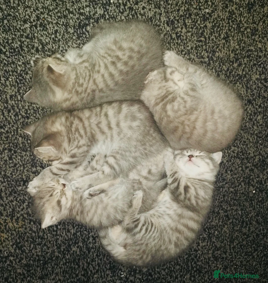 British Shorthair cats for sale: Tabby British shorthair kittens  - Advert 1