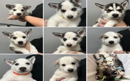 Siberian Husky dogs for sale: Beautiful Husky Puppies – Ready in 2 Weeks!  - Advert 1