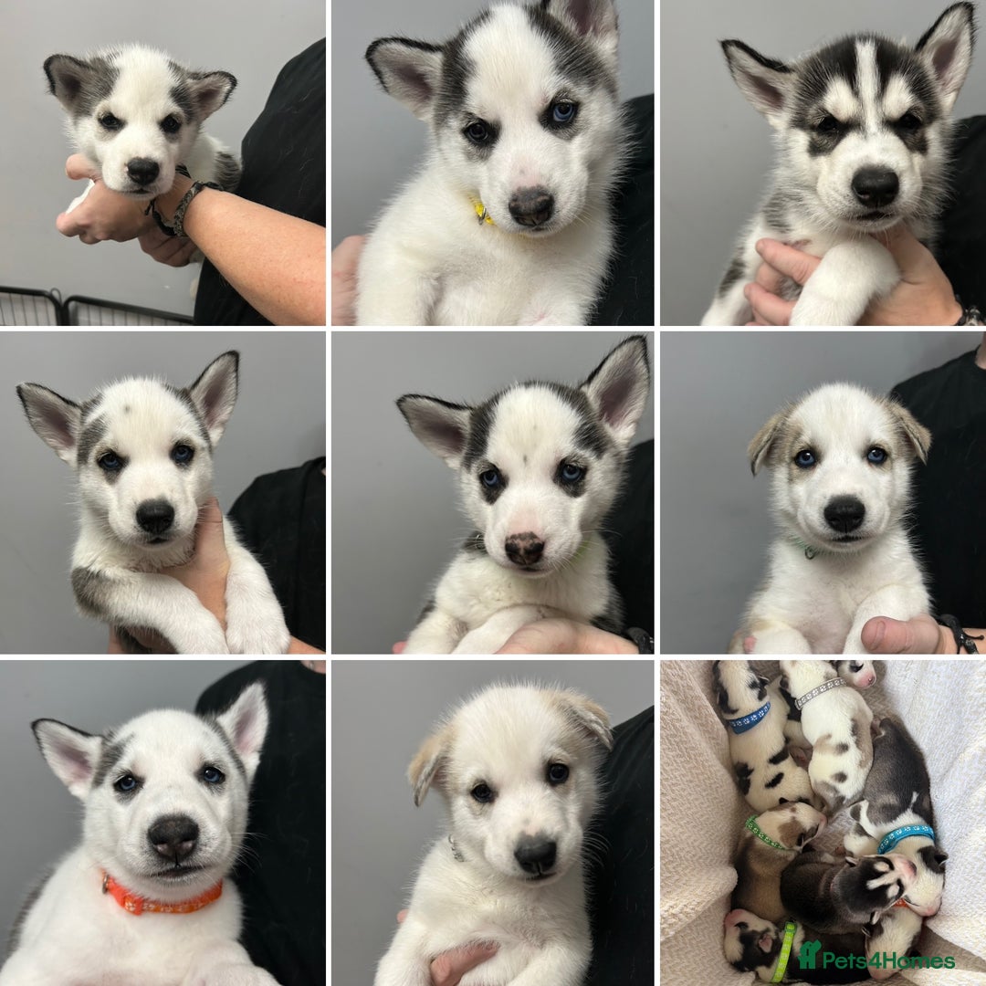Siberian Husky dogs for sale: Beautiful Husky Puppies – Ready in 2 Weeks!  - Advert 1
