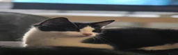 Mixed Breed cats for sale: Calico litter - Advert 10