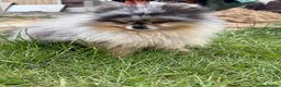 Pomeranian dogs for sale: 🧸 TOP QUALITY POM PUPPIES 🧸 - Advert 5