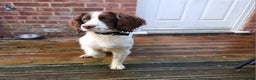 English Springer Spaniel dogs for sale: English springer spaniel  - Advert 2