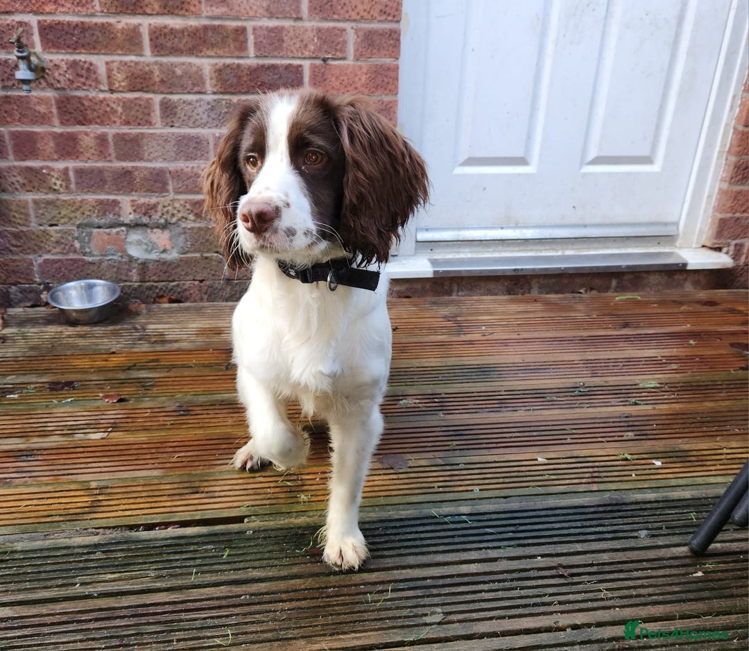 English Springer Spaniel dogs for sale: English springer spaniel  - Advert 2