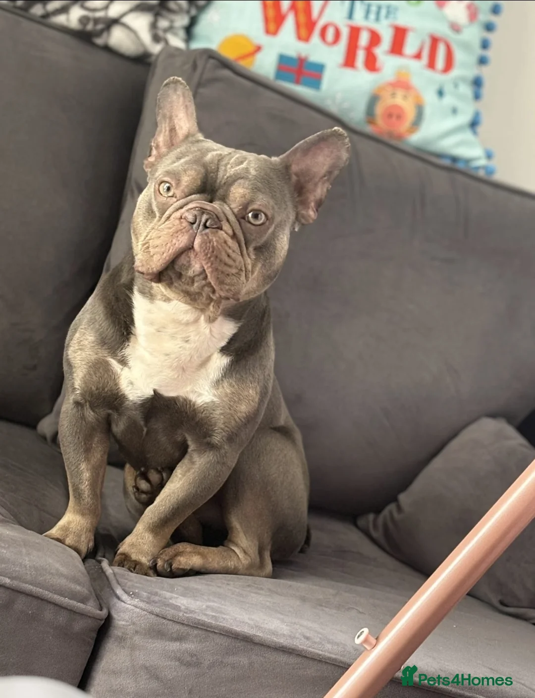French Bulldog dogs for sale: Beautiful blue French bull dog - Advert 5