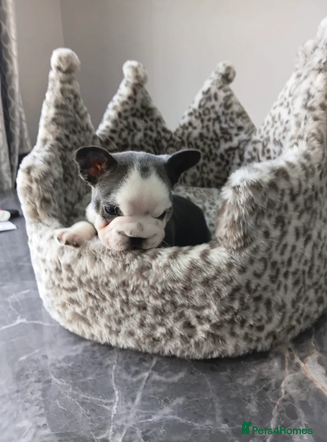 French Bulldog dogs for sale: French bulldog puppies  - Advert 2