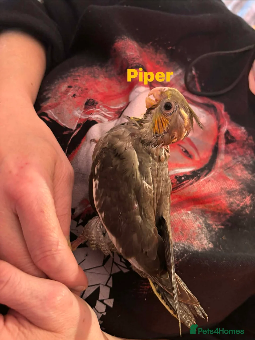 Cockatiels birds for sale: Hand reared and tame baby cockatiels  - Advert 14