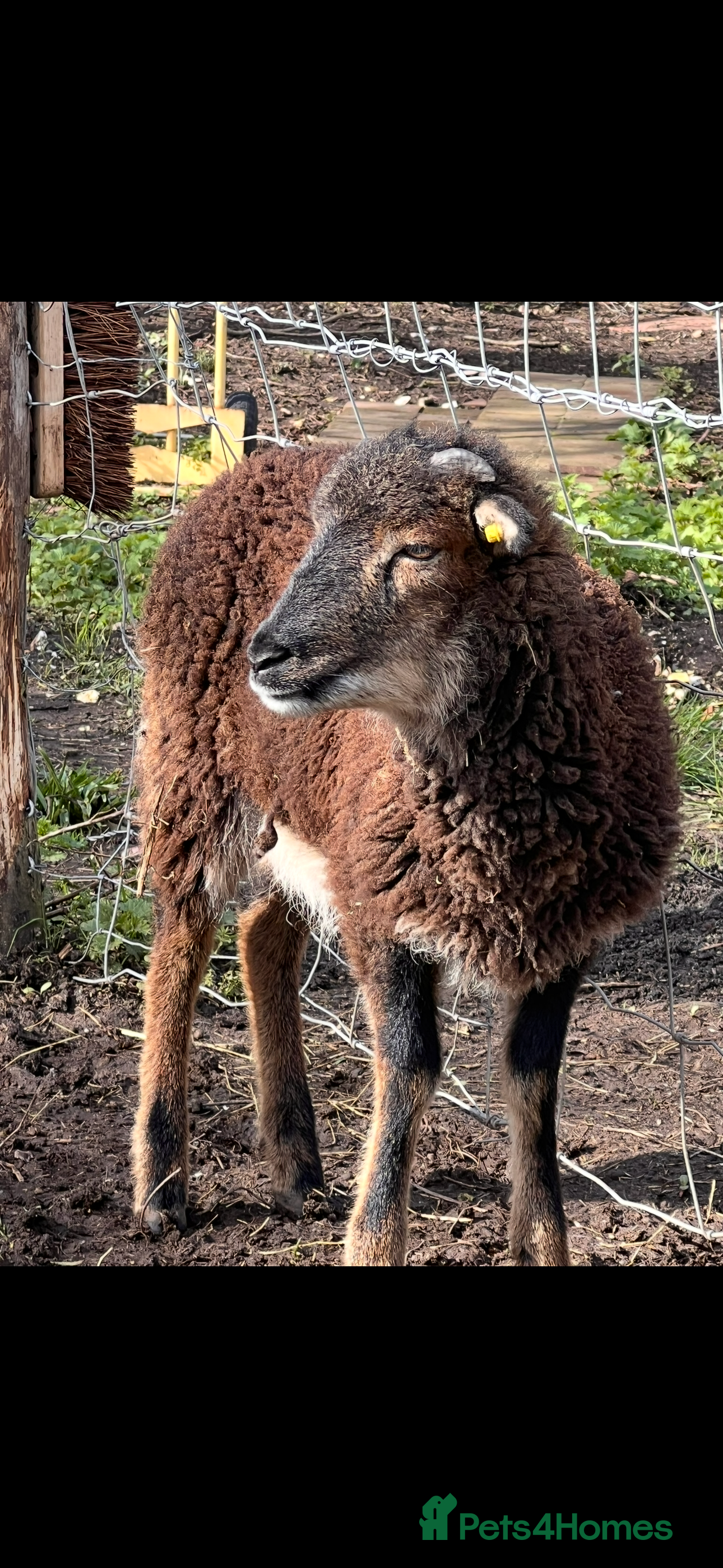 Sheep livestock Single Soya sheep for rehome  - Advert 1