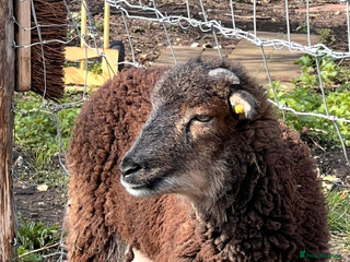 Sheep livestock Single Soya sheep for rehome - Advert 1