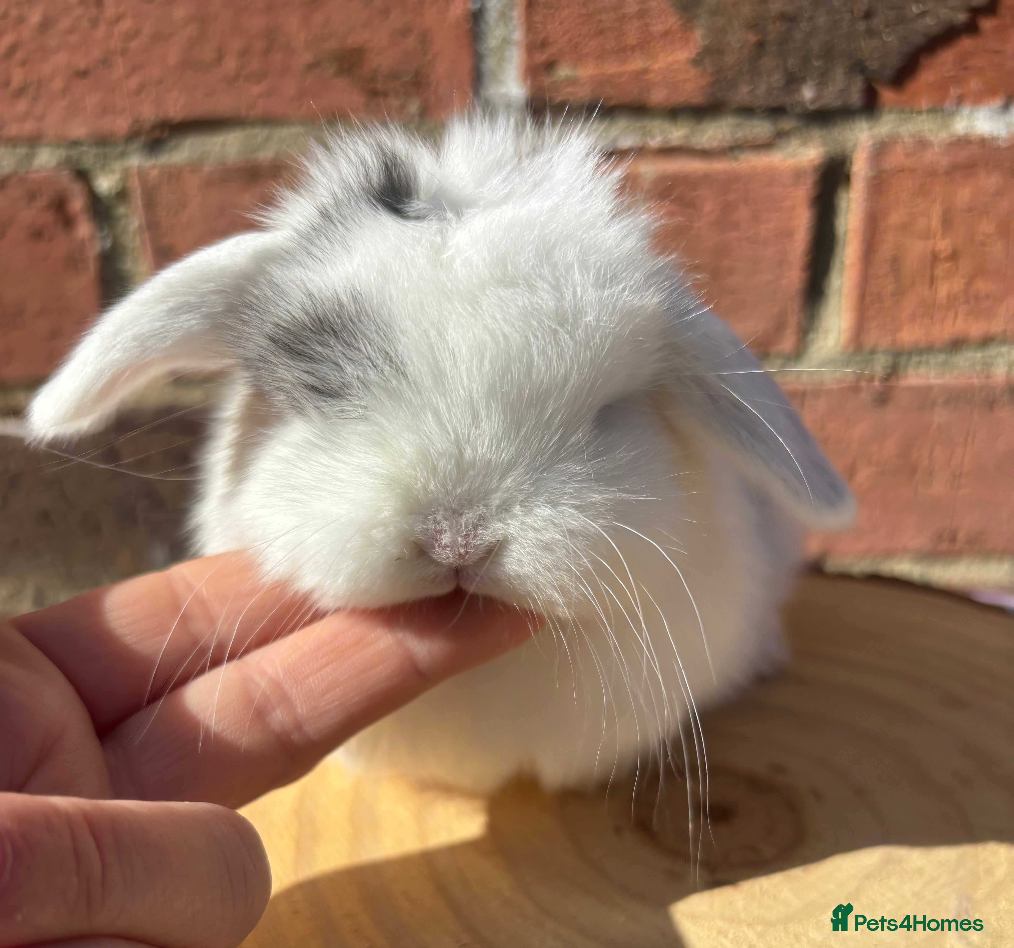 Mini Lop rabbits PURE BRED pedigreed mini lops  - Advert 20