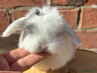 Mini Lop rabbits PURE BRED pedigreed mini lops - Advert 20