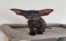 Oriental cats for sale: Oriental Shorthair kittens  - Image 12