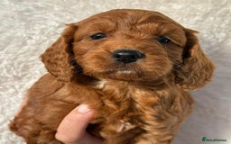 Cavapoo dogs for sale: Cavapoo puppies - Image 3