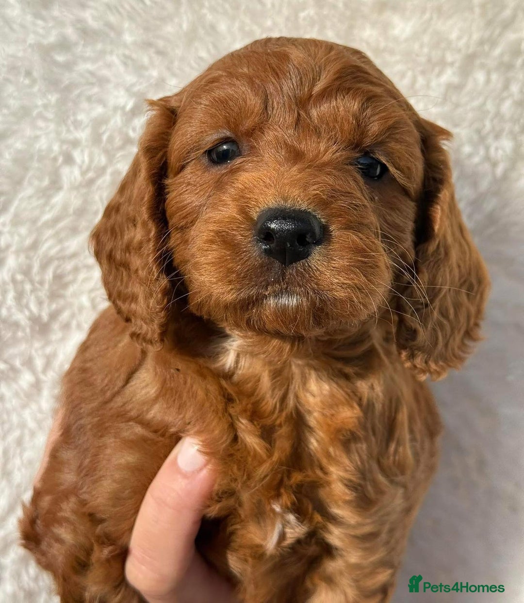 Cavapoo dogs for sale: Cavapoo puppies - Image 3