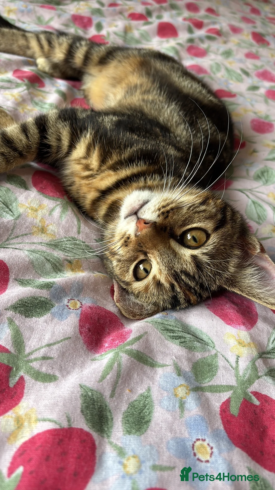 Mixed Breed cats for sale: Beautiful tabby girl - Advert 3
