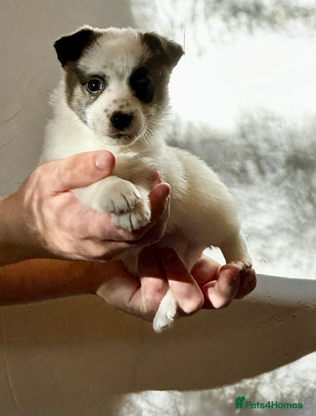 Jack Russell dogs for sale: Superb KC Reg’d Jack Russell Terrier DNA CLEAR - Advert 11