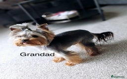 Yorkshire Terrier dogs for sale: Absolutely adorable mini yorkie puppies  - Image 34