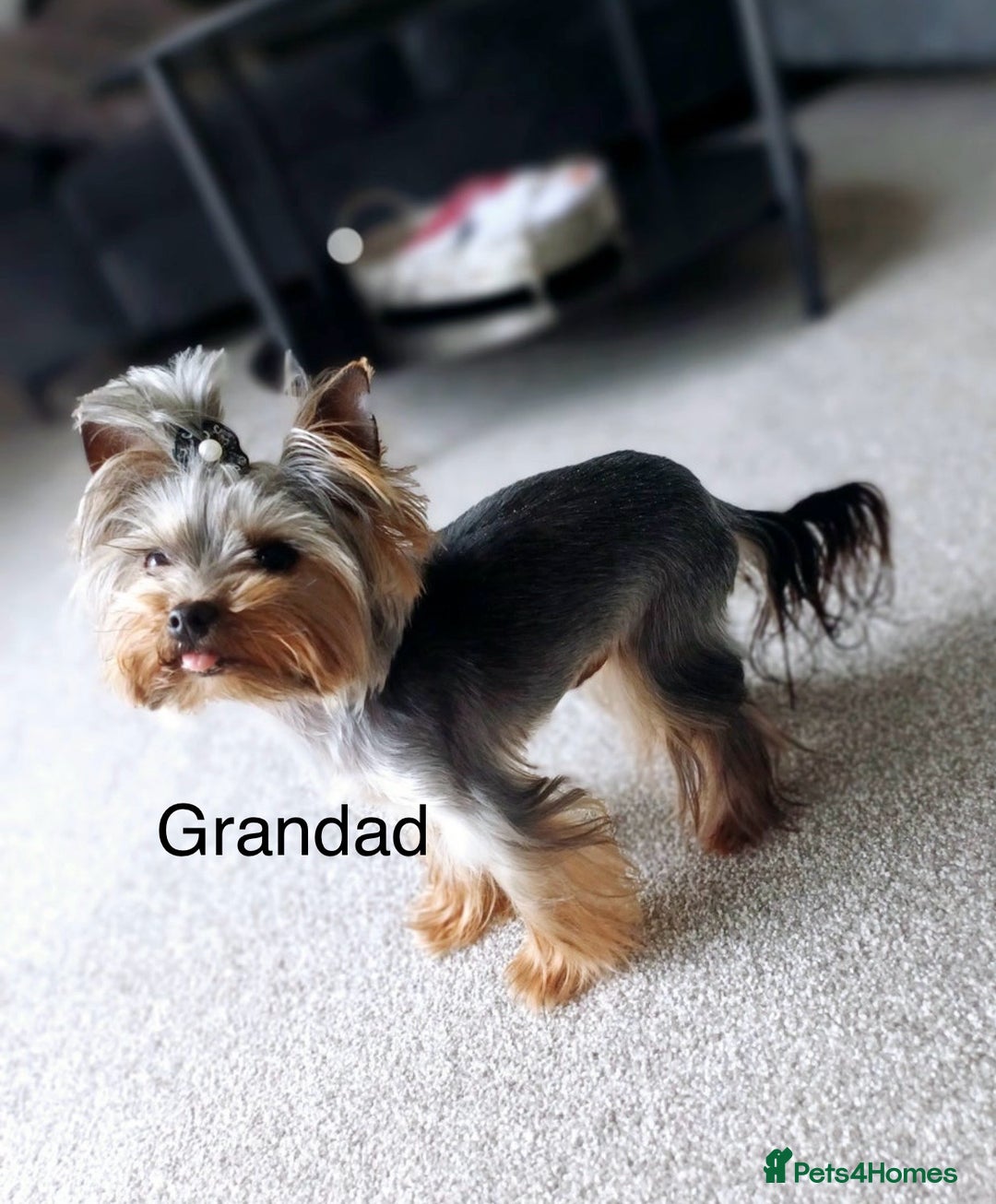 Yorkshire Terrier dogs for sale: Absolutely adorable mini yorkie puppies  - Image 34