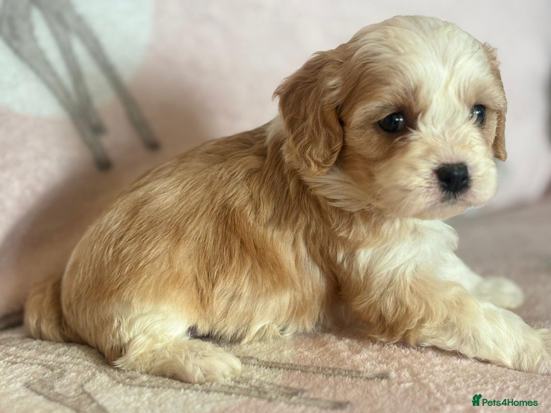 Cavapoo dogs for sale: Stunning Cavapoo puppies from family home  - Advert 16