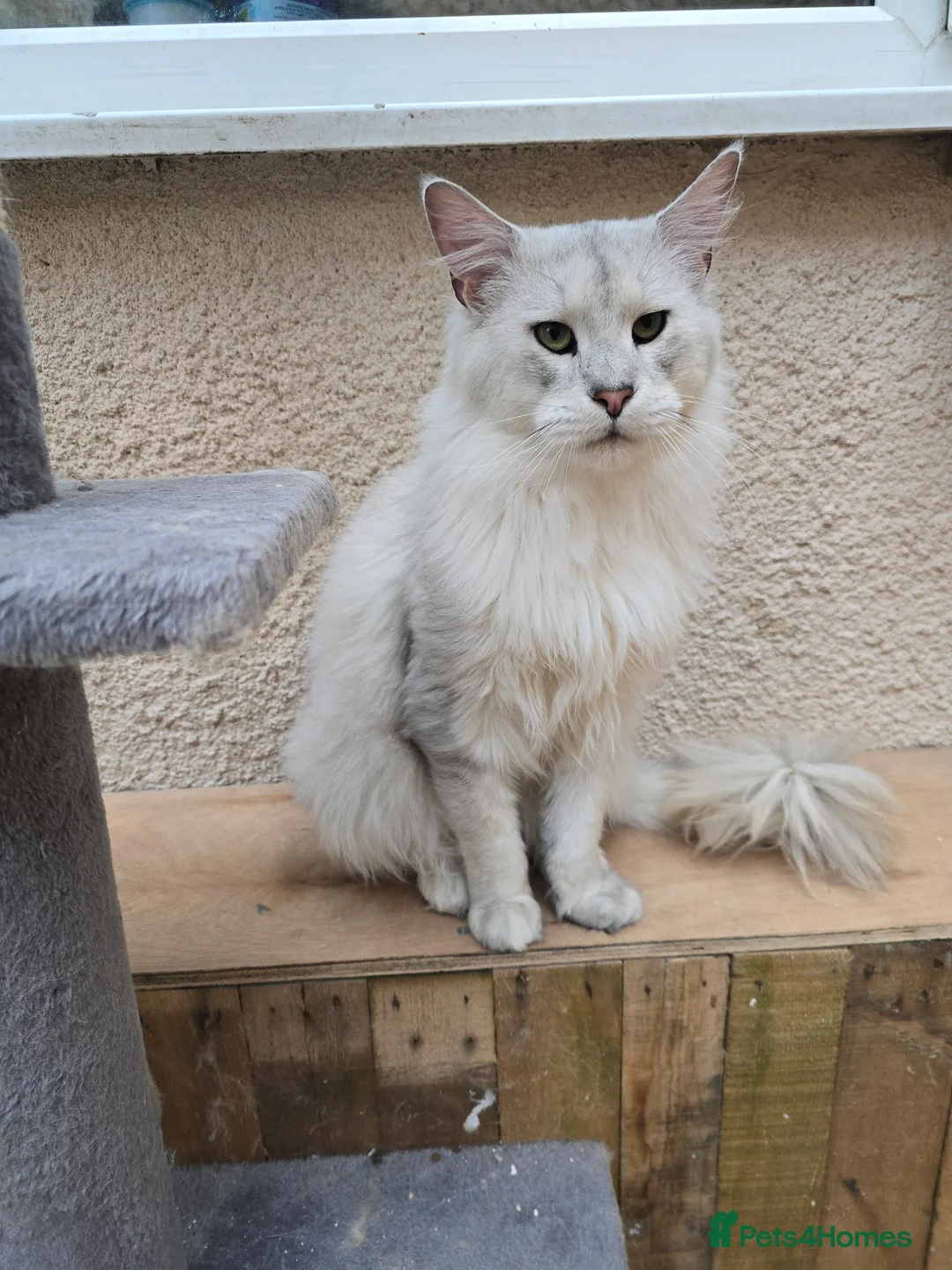 Maine Coon cats for stud: Black Shaded Maine Coon Large Imported in Hull - Advert 14