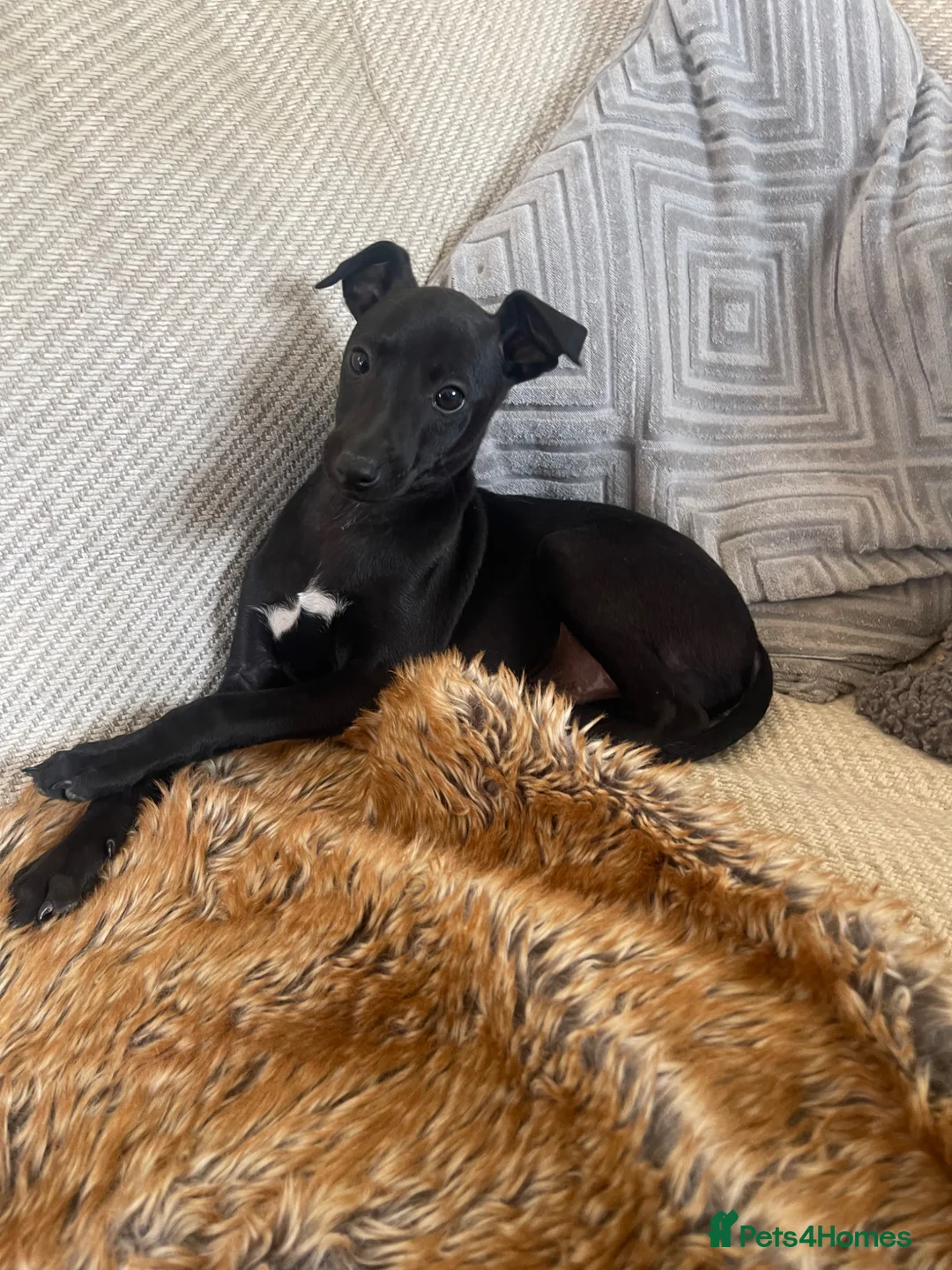 Italian Greyhound dogs for sale: 🖤Black Beauty's🖤 - Advert 1