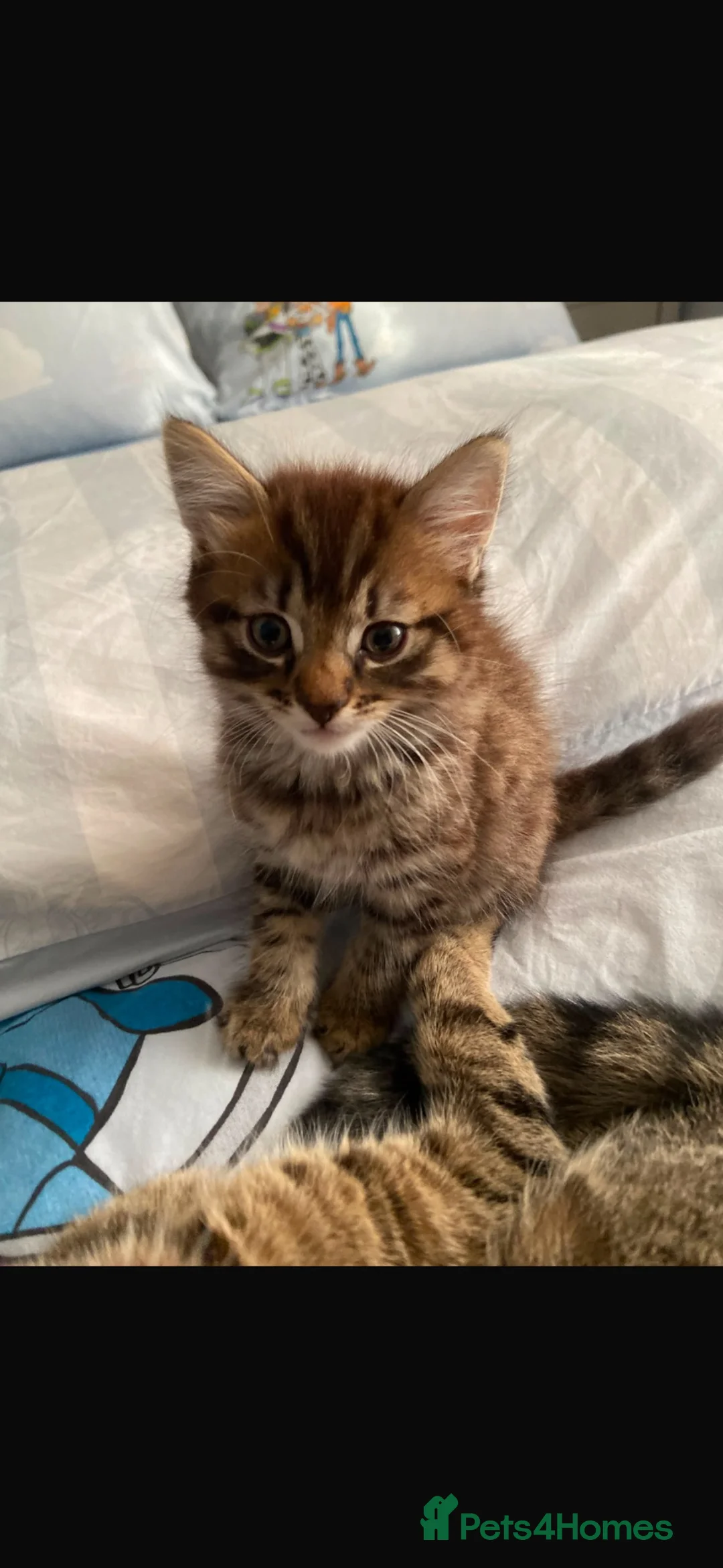 British Shorthair cats for sale: British short hair kittens - Advert 5