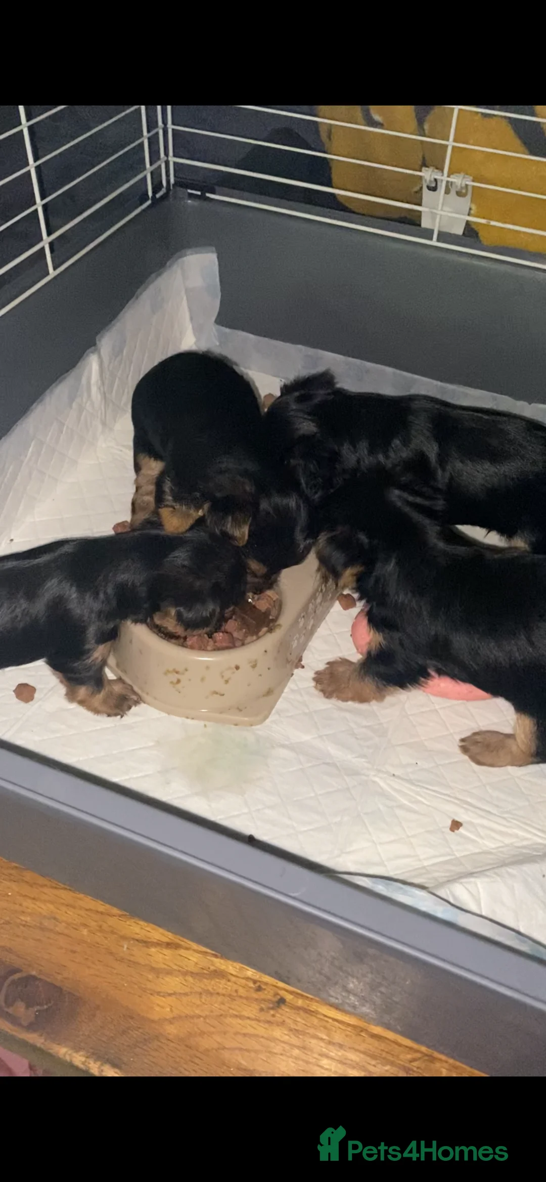 Yorkshire Terrier dogs for sale: 4 Stunning Miniature Yorkshire terriers for sale  - Advert 9