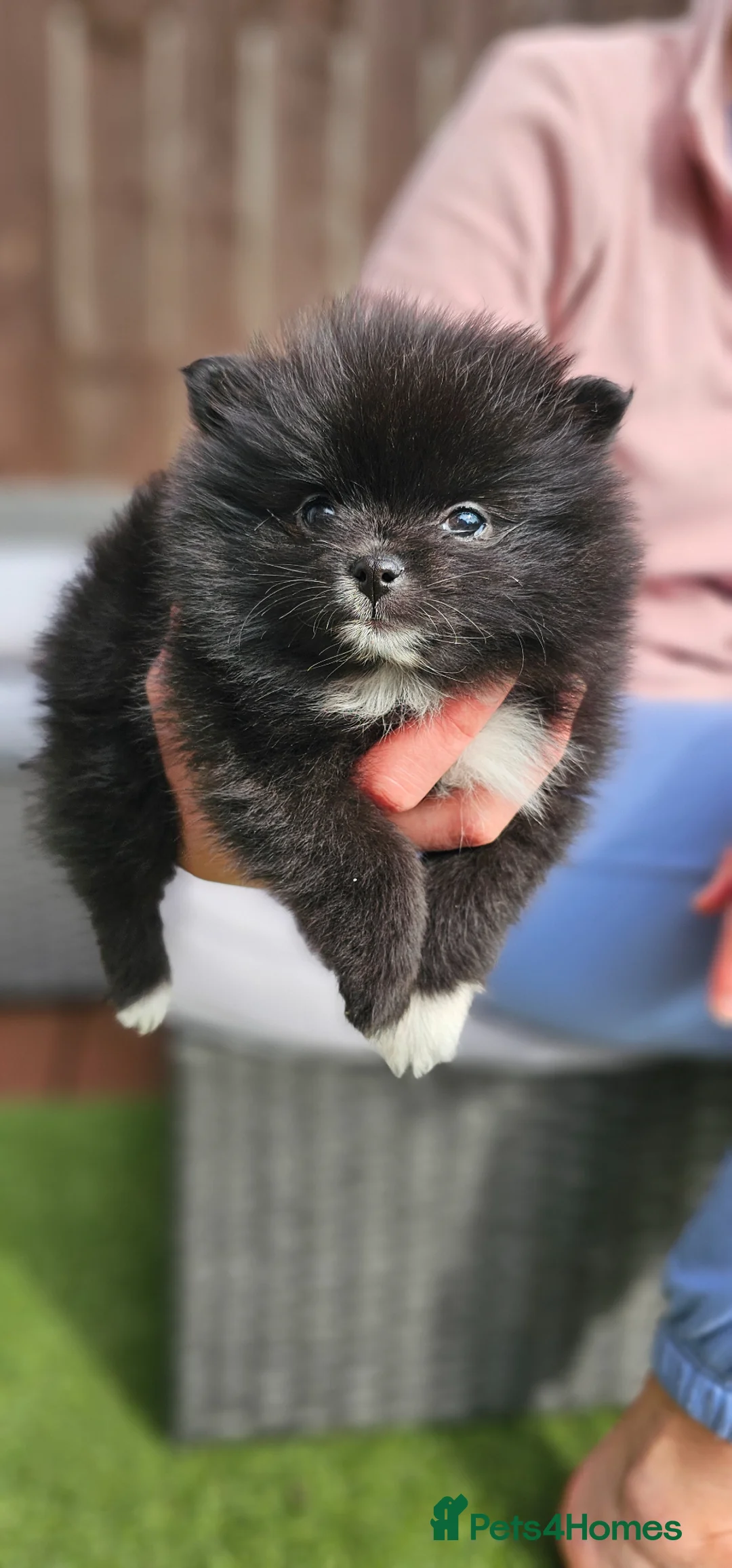 Pomeranian dogs for sale: Gorgeous pomeranians - Advert 18