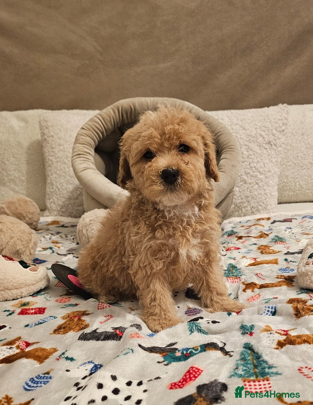 Maltipoo dogs for sale: Amazing apricot color Maltipoo puppies! - Advert 9
