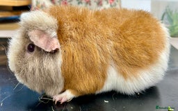 Guinea Pig rodents for sale: Teddy Sows Available  - Advert 2