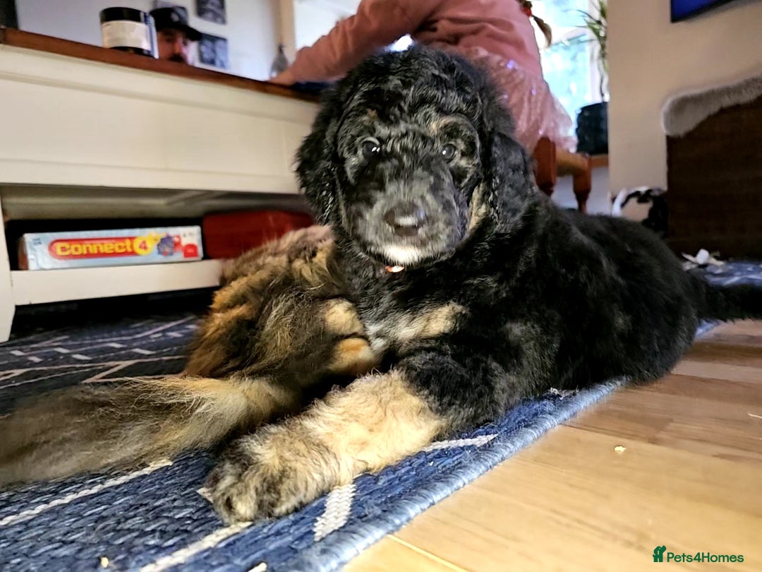 Bernedoodle dogs for sale: Exceptional Quality ❤️ Health tested  - Advert 1