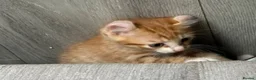 Mixed Breed cats for sale: 🐱 Stunning Sphinx X Kittens Available! 🐱  - Advert 25